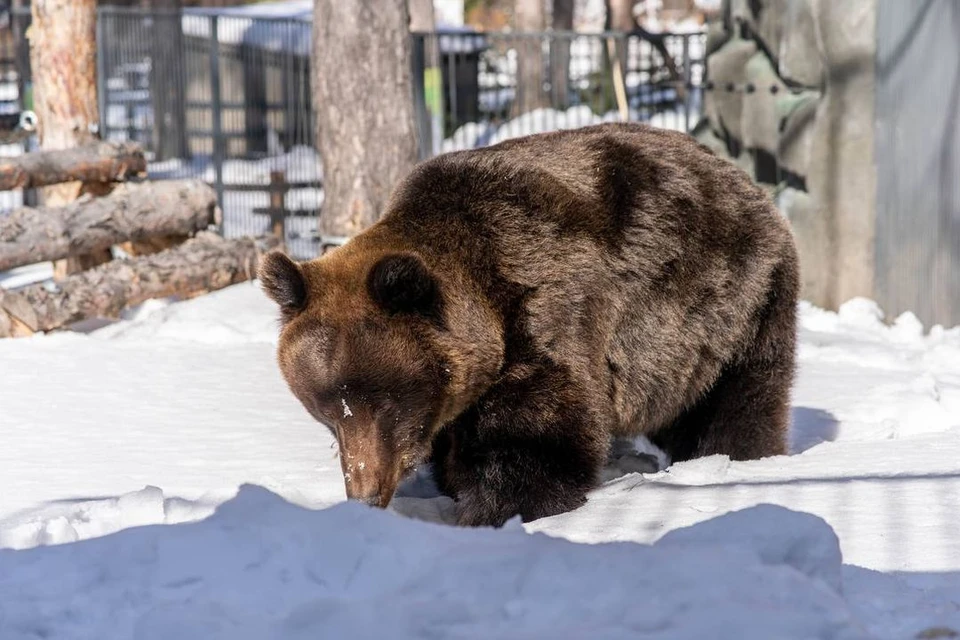 Бурые медведи Леха и Валя из новосибирского зоопарка вышли из спячки.
