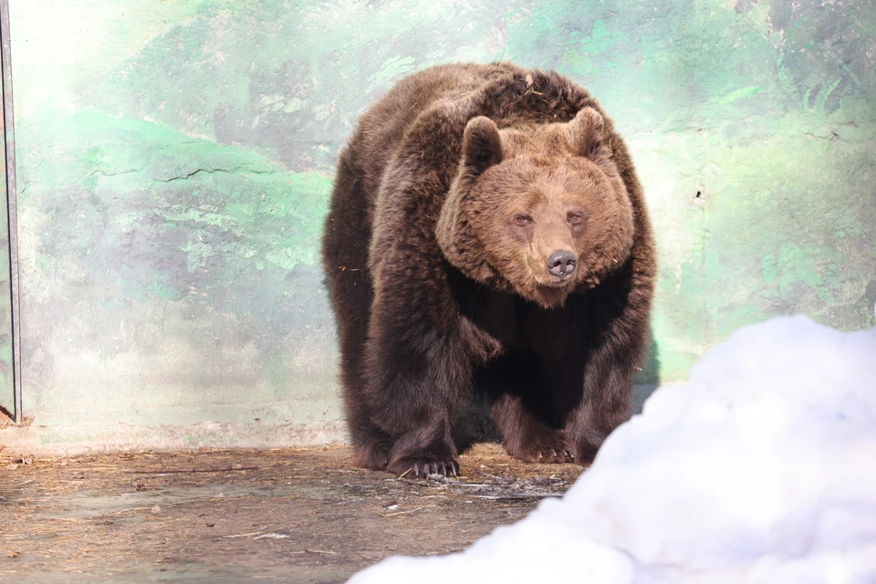 Медведи встречают весну в нижегородском зоопарке "Лимпопо".