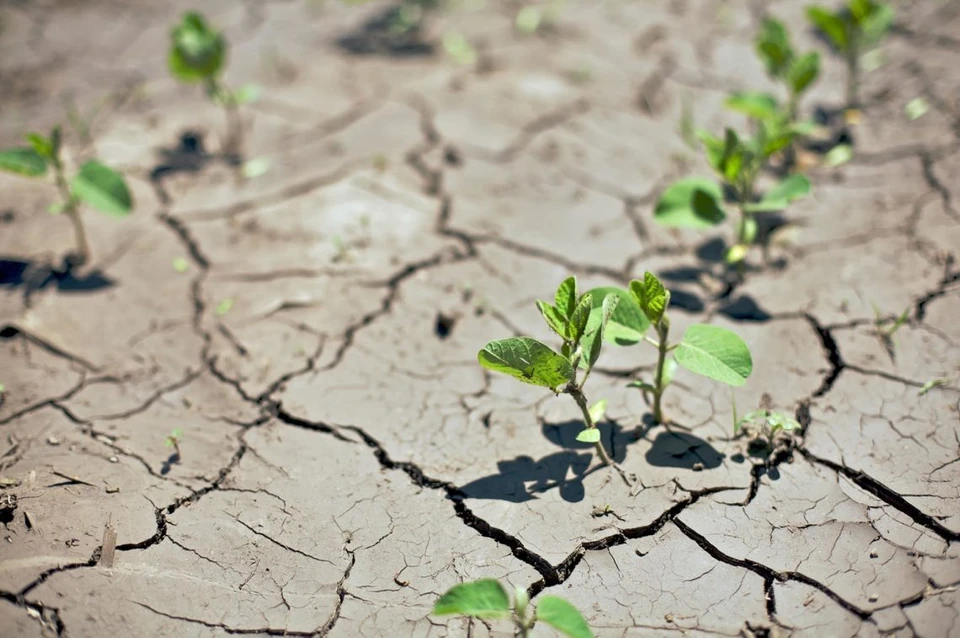 Чаще всего урожай страдает от засухи. Фото: соцсети