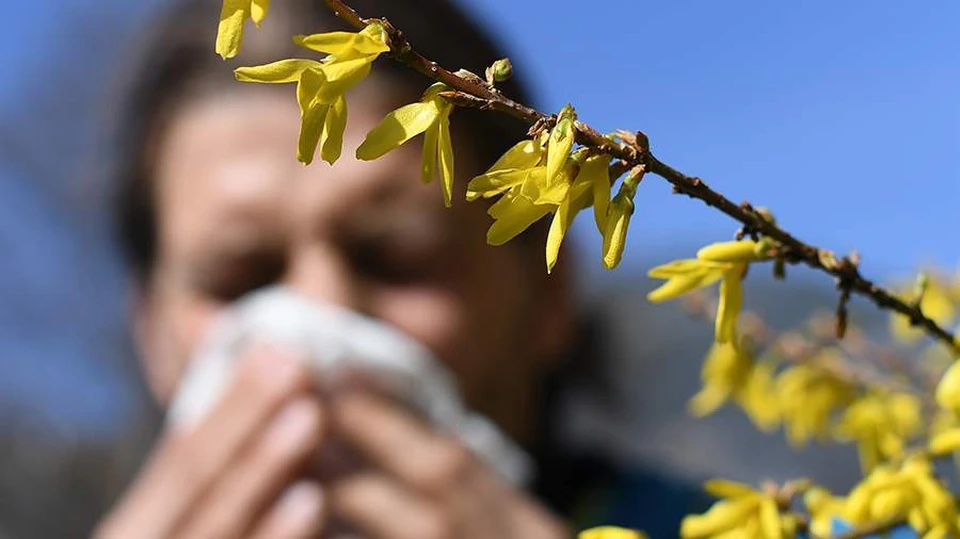 Лучшим способом пережить сезон цветения для аллергиков является изоляция или смена климатической зоны на ту, где нет пыления. Фото:соцсети