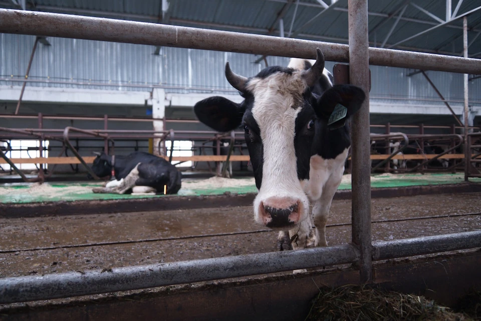 В Херсонской области делают упор на молочное скотоводство