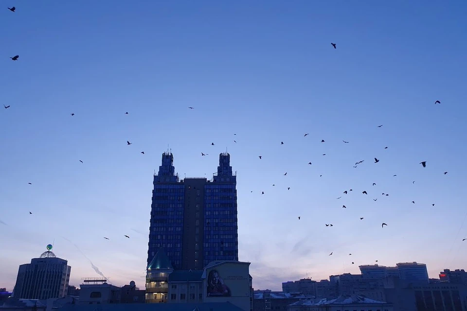 Гигантская стая ворон, грозно кружит в небе над Красным проспектом. Фото: Олег Викторович.
