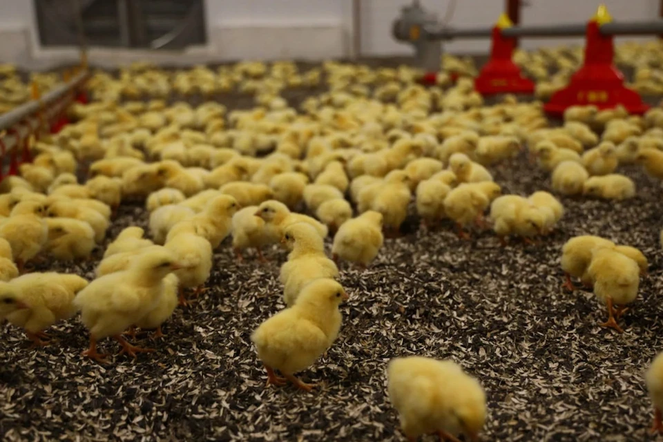 Предприятие занимается птицеводством с 2017 года, специализируется на выращивании цыплят-бройлеров. Фото: предоставлено пресс-службой ВТБ