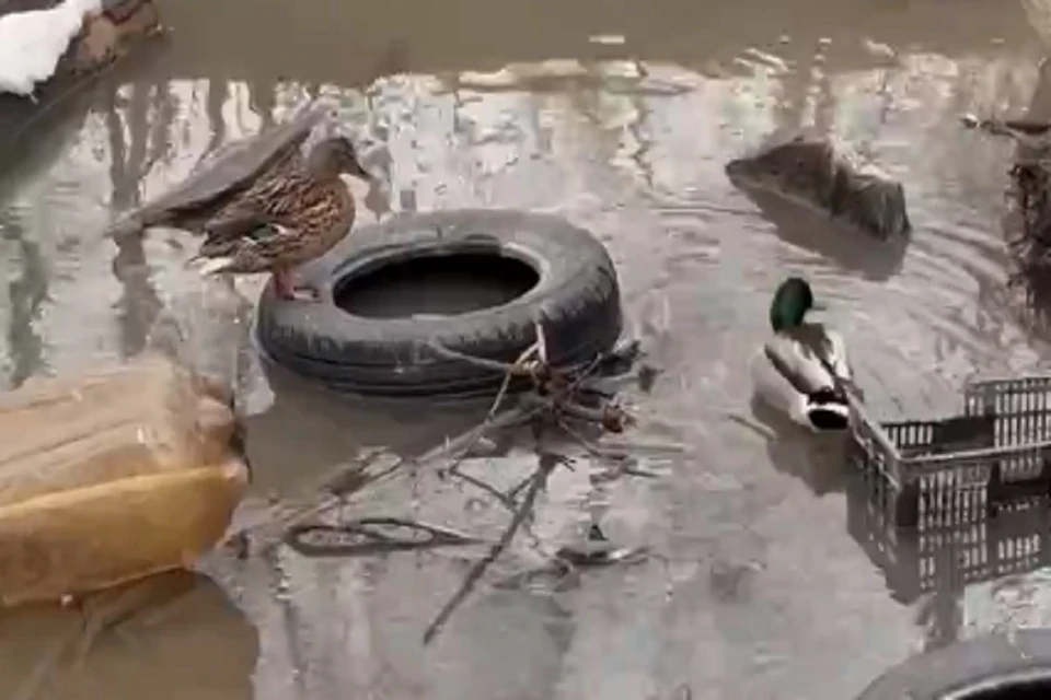 Новосибирцы пожаловались на загрязнение речки, на которой обитают утки. Фото: кадр из видео.