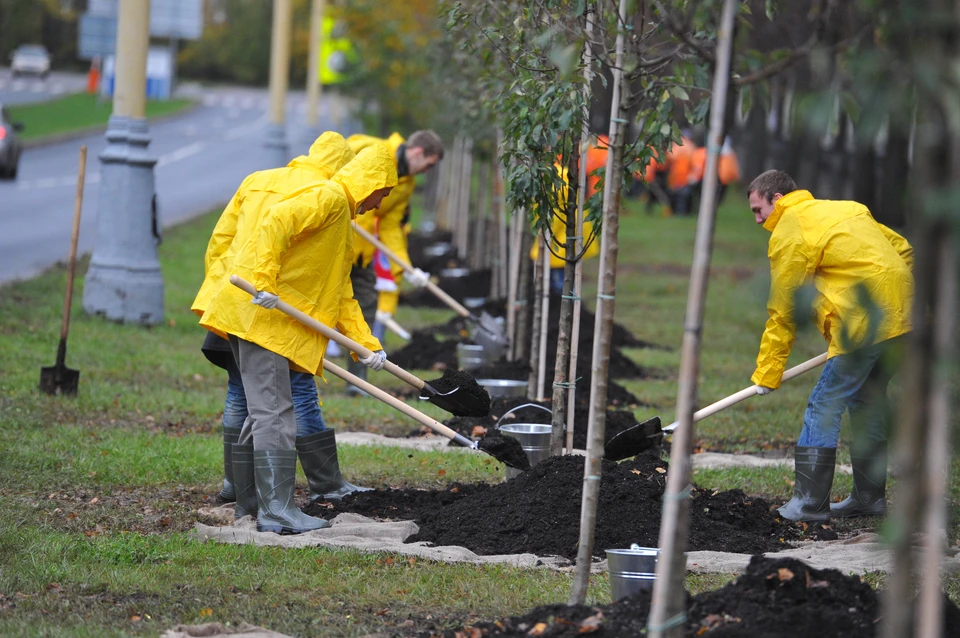 Аксайчане собираются высадить молодые деревья и живые изгороди
