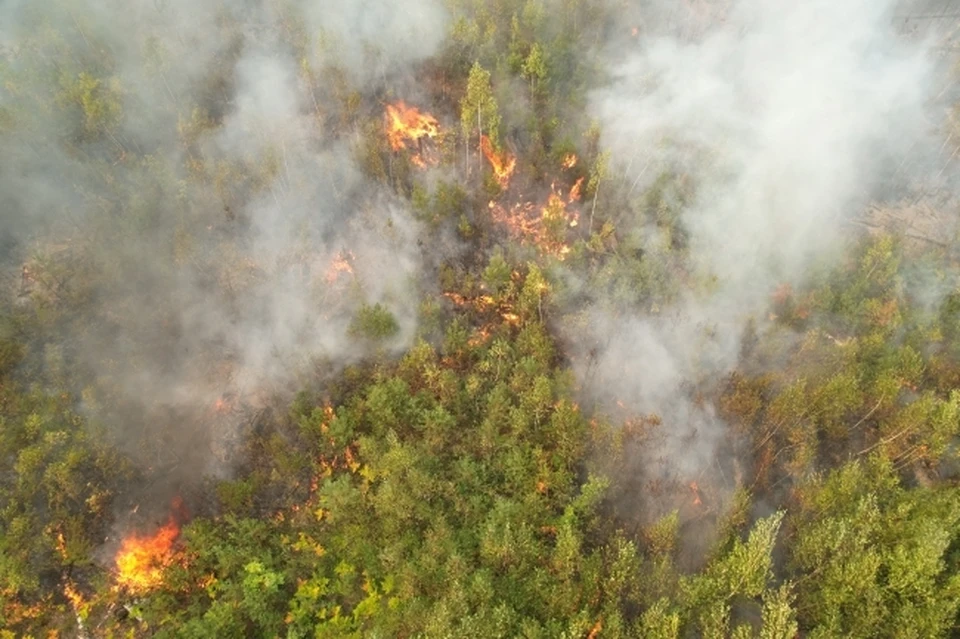 До 500 тысяч заплатят жители ЕАО за посещение лесов в пожароопасный период