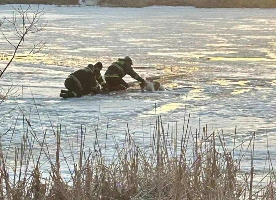 В Кирове спасли провалившуюся под лед собаку