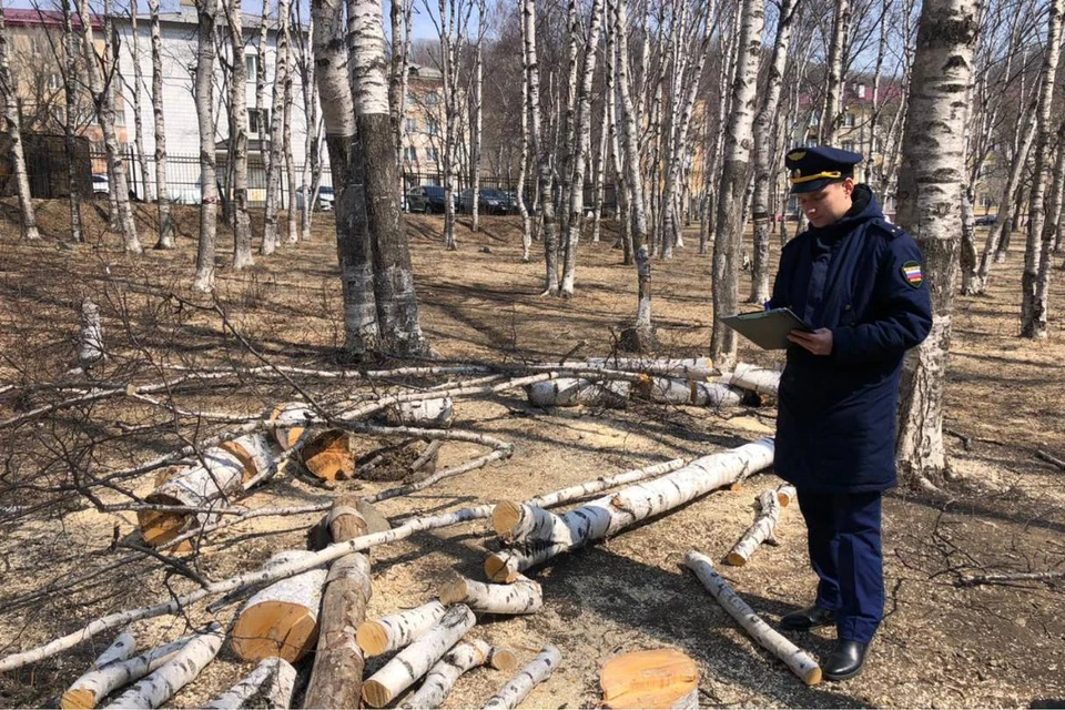 Прокуратура проверяет основания для вырубки деревьев. Фото: прокуратура Приморского края