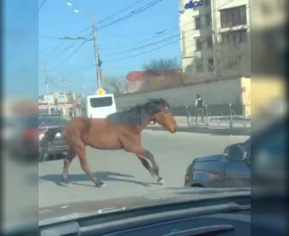 Лошадь сбили на трассе в Махачкале. Фото: стоп-кадр из видео очевидцев