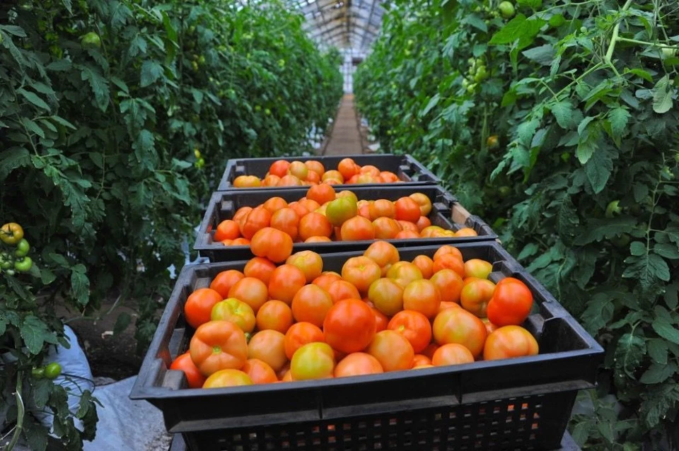 Первый урожай томатов собрали в теплицах Иркутской области