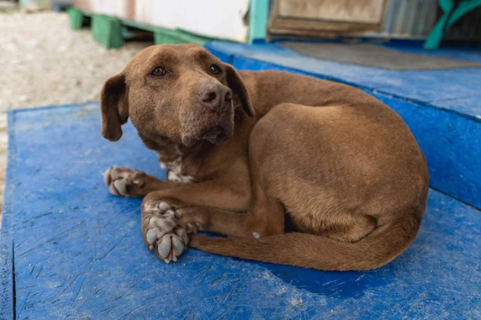 Собака Фанта ждала шанса обрести хозяйку 8 лет. Фото: Пресс-служба аэропорта Сочи