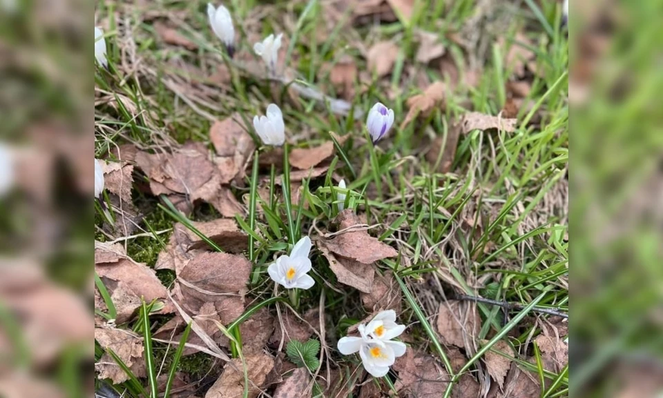 В Сыктывкаре зацвели крокусы. Фото: «Дорожное хозяйство» Сыктывкар.