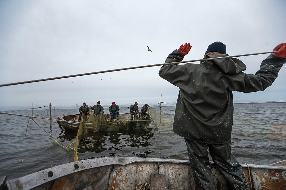 Побили рекорд 30-летней давности:  В России наловили 5,3 млн тонн рыбы