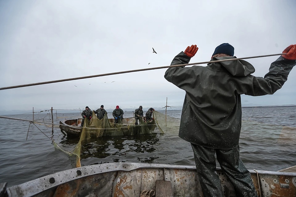 Российскими рыбаками добыт рекордный улов за последние 30 лет