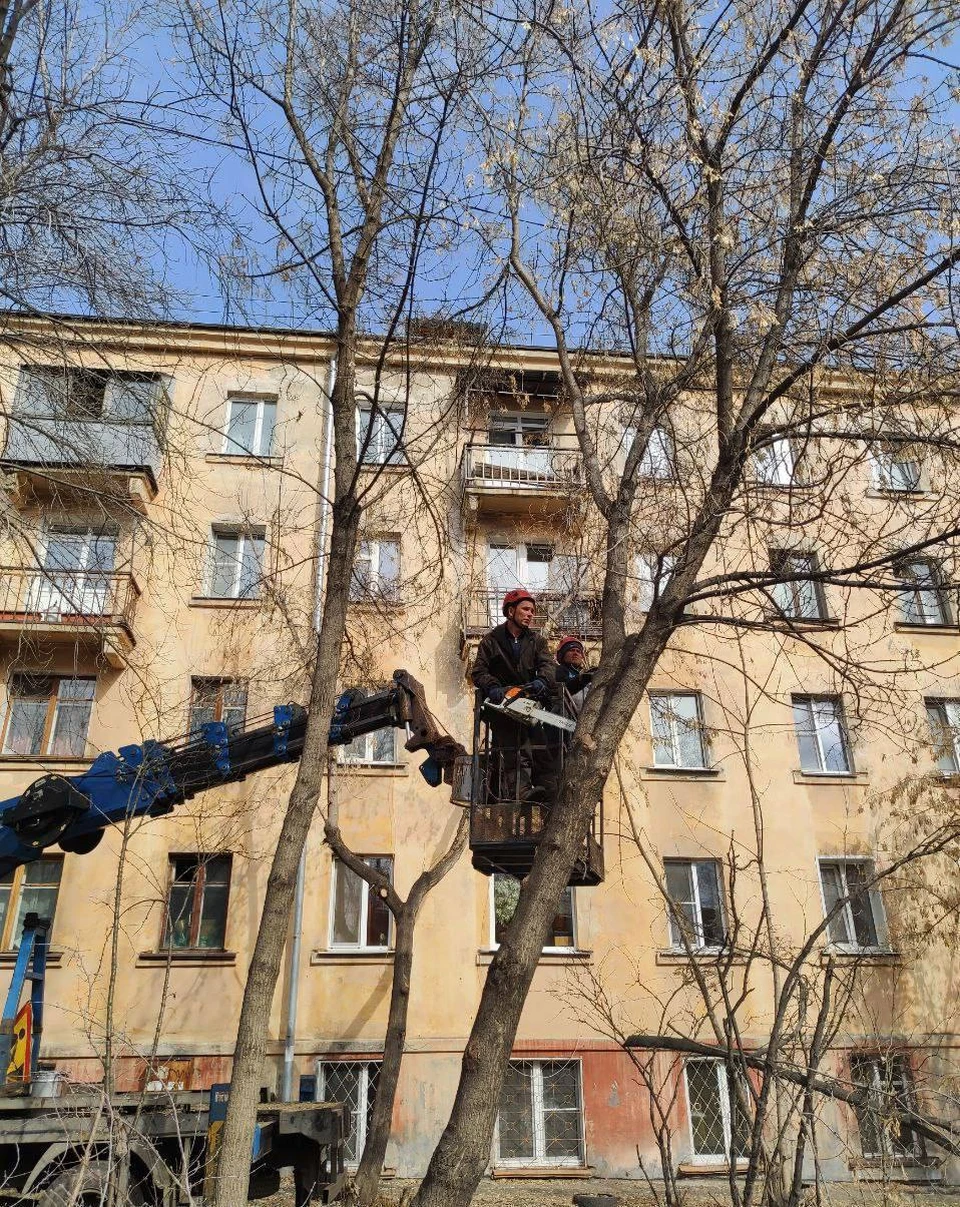 В Иркутске завершили формовочную обрезку деревьев