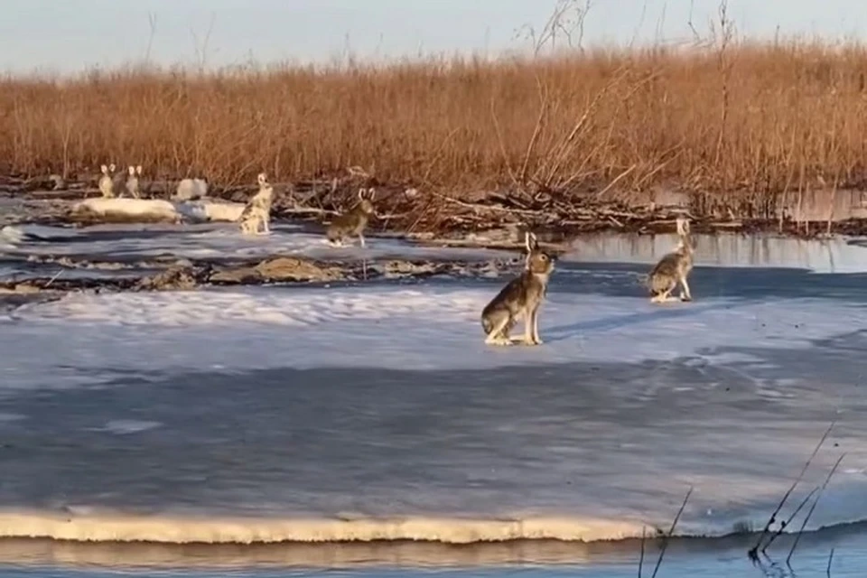 Так зайцы сидели на льдине и ждали. Фото: скриншот с видео Роберта Болтунова.