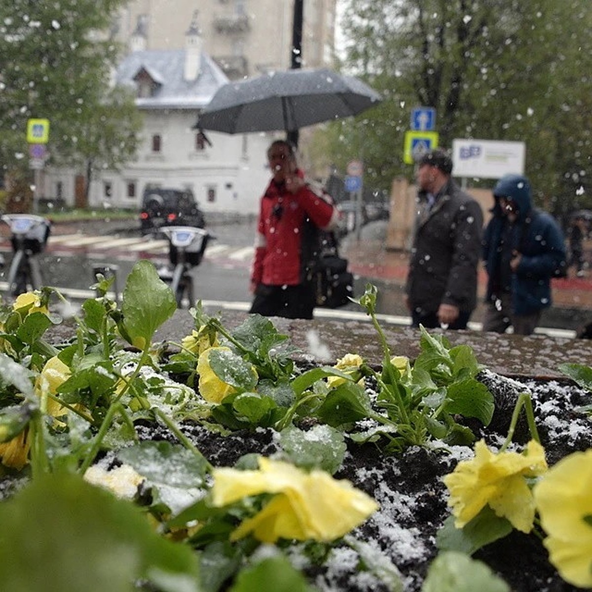 В Москву идут черёмуховые холода: Синоптики предупредили о похолодании до  +1 градуса - KP.RU