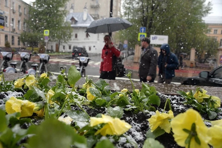 В Москву идут черёмуховые холода: Синоптики предупредили о похолодании до +1 градуса