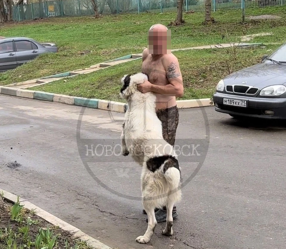 В Новомосковске Тульской области алабай напал на прохожих: полицией  проводится проверка - KP.RU