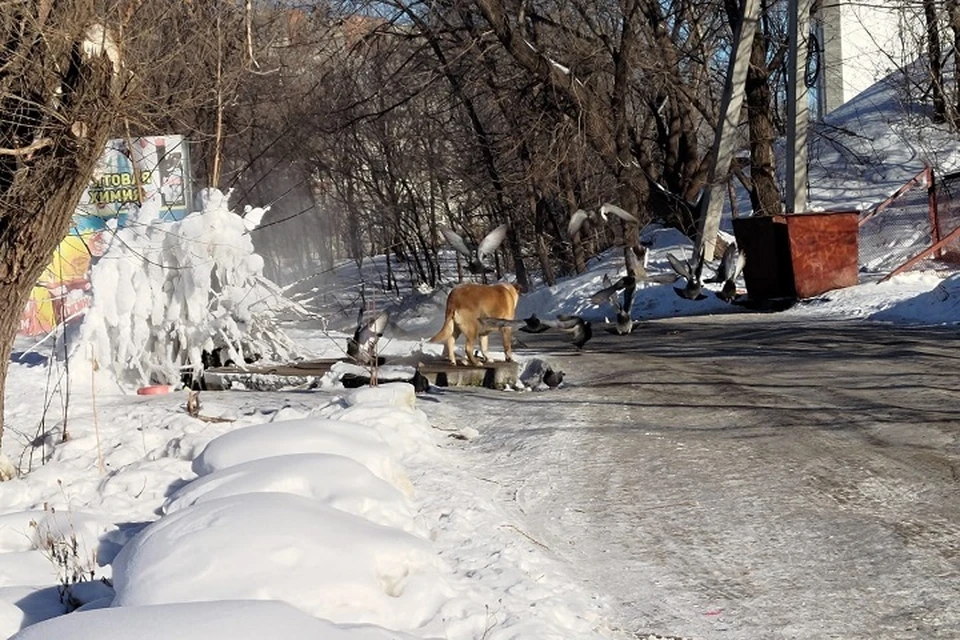 Искусанному собакой ребенку выплатили компенсацию в Якутии
