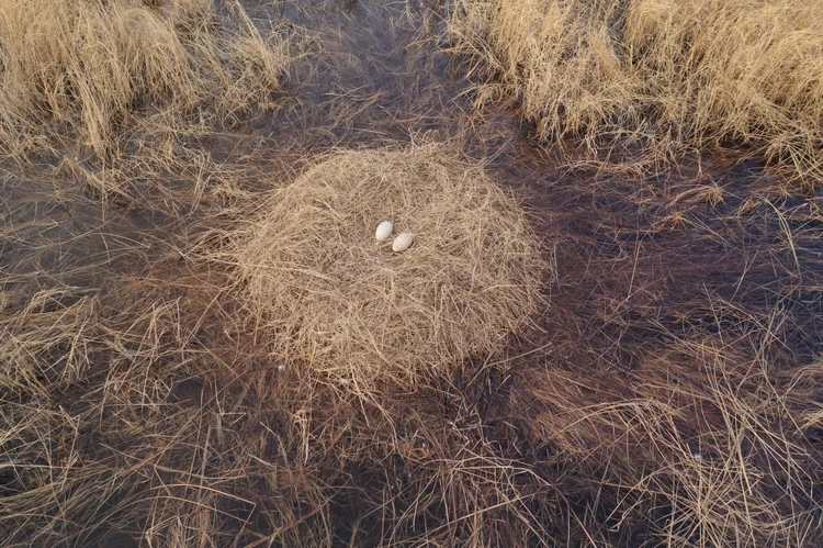 Снежинка готовится стать мамой: в гнезде японских журавлей нашли два яйца