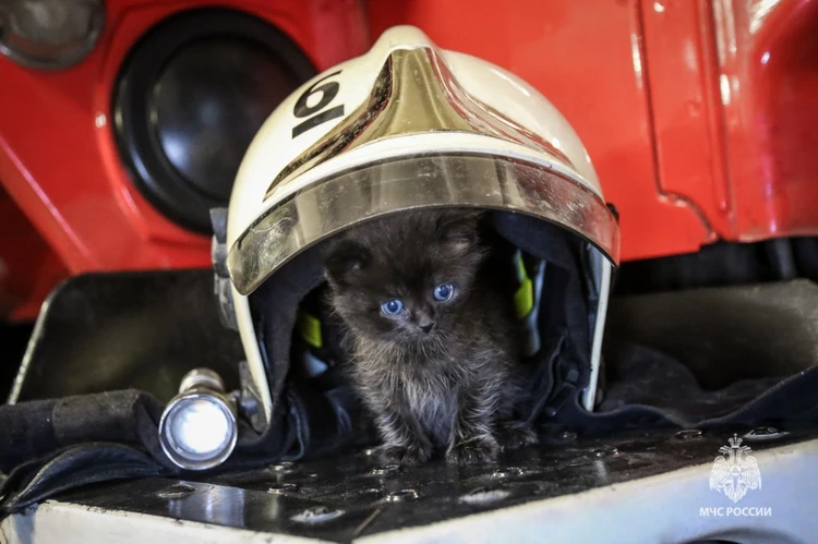 Пермяки придумают кличку черному котенку, которого спасли на пожаре