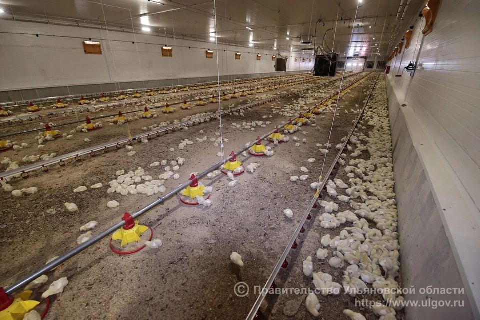 В Карсунском районе идет модернизация птицефабрики для увеличения объемов производства продукции. ФОТО: правительство УО