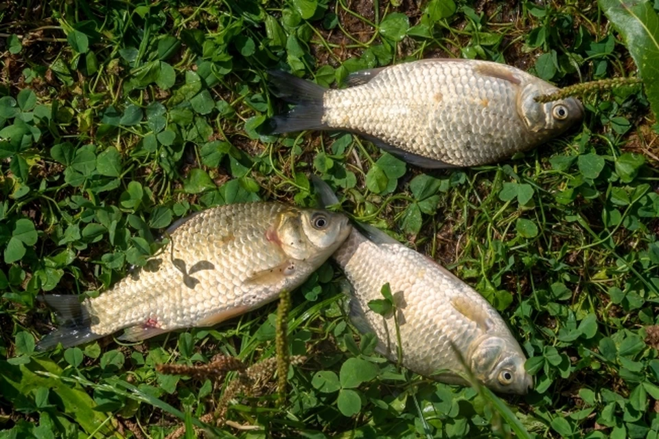 Массовую гибель рыбы зафиксировали в озере под хабаровском