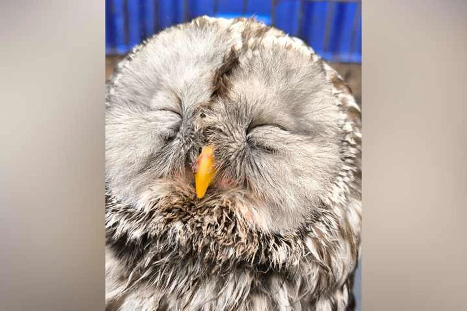 В Бурятии выпустили сову, которую нашли раненой на дороге в начале марта. Фото: Бурприроднадзор