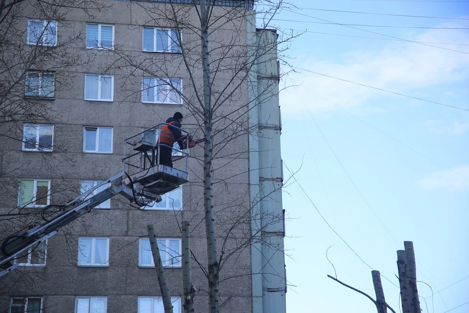 В Красноярске завершается сезон обрезки деревьев