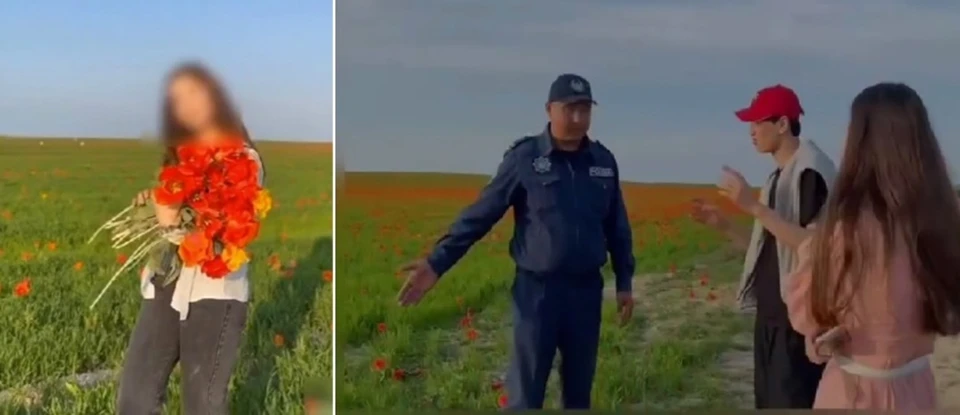 Полицейские Туркестанской области нашли девушку, разместившую в соцсетях видео, в котором она срывает и собирает тюльпаны Грейга, занесенные в Красную книгу Казахстана.