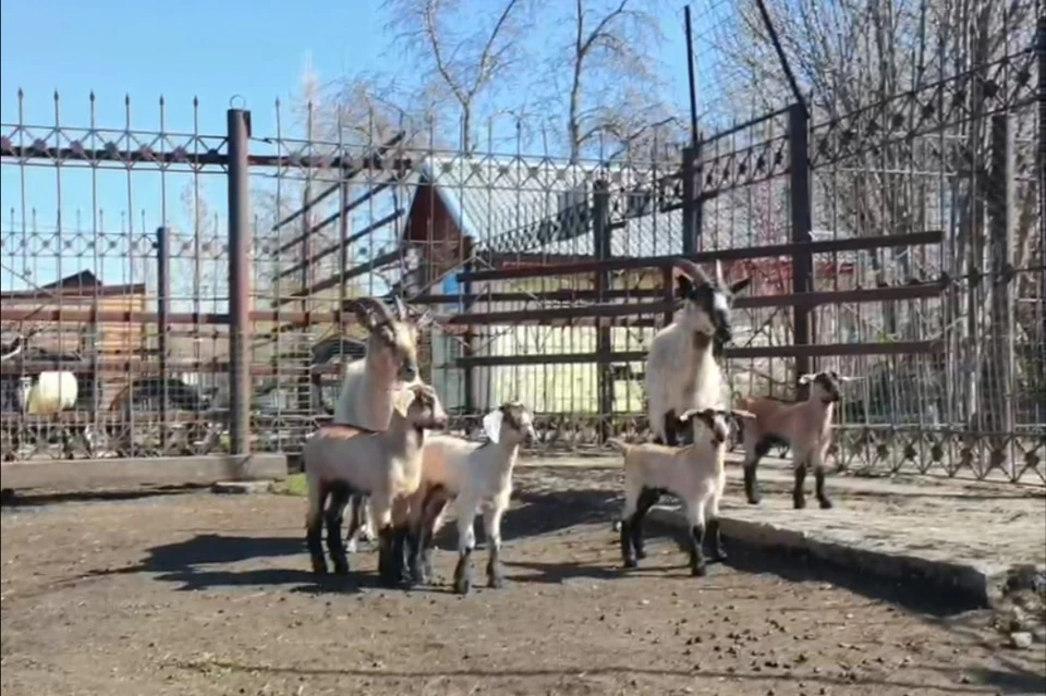 В один момент у Казбека появились сразу четверо козлят