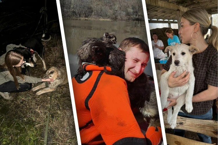 «Плывем на лай»: как спасают измученных и дрожащих от страха собак и котов из затопленных домов в Кургане