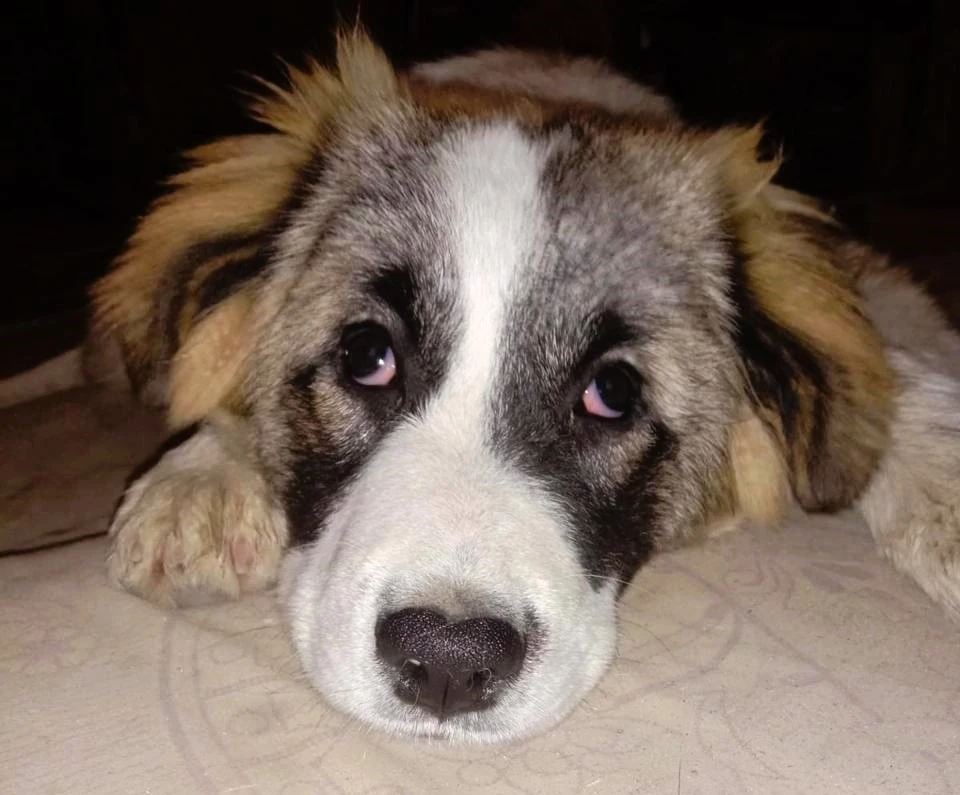 Чудом выжившим собакам нужна срочная операция на глазах. Фото предоставлено Юлией Блиновой