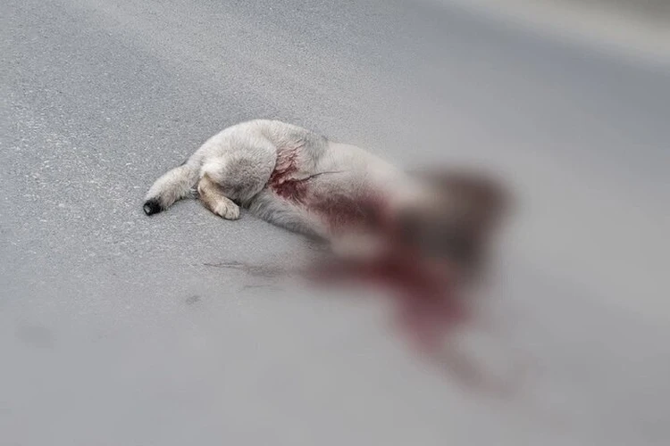 «Вся морда и голова в крови»: живодеры пытались душить, а потом выбросили щенка на дороге под Тобольском