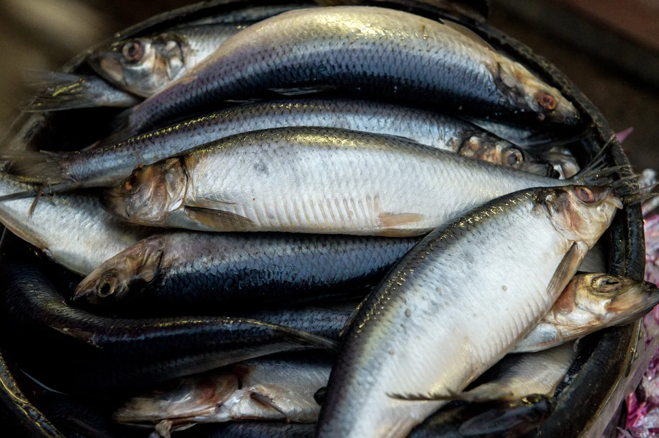 За попытку продажи 14 тонн краба и рыбы осудили жителей Магаданской области