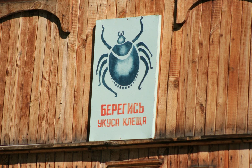 В Алтайском крае зарегистрировано уже больше 500 пострадавших от присасывания клещей