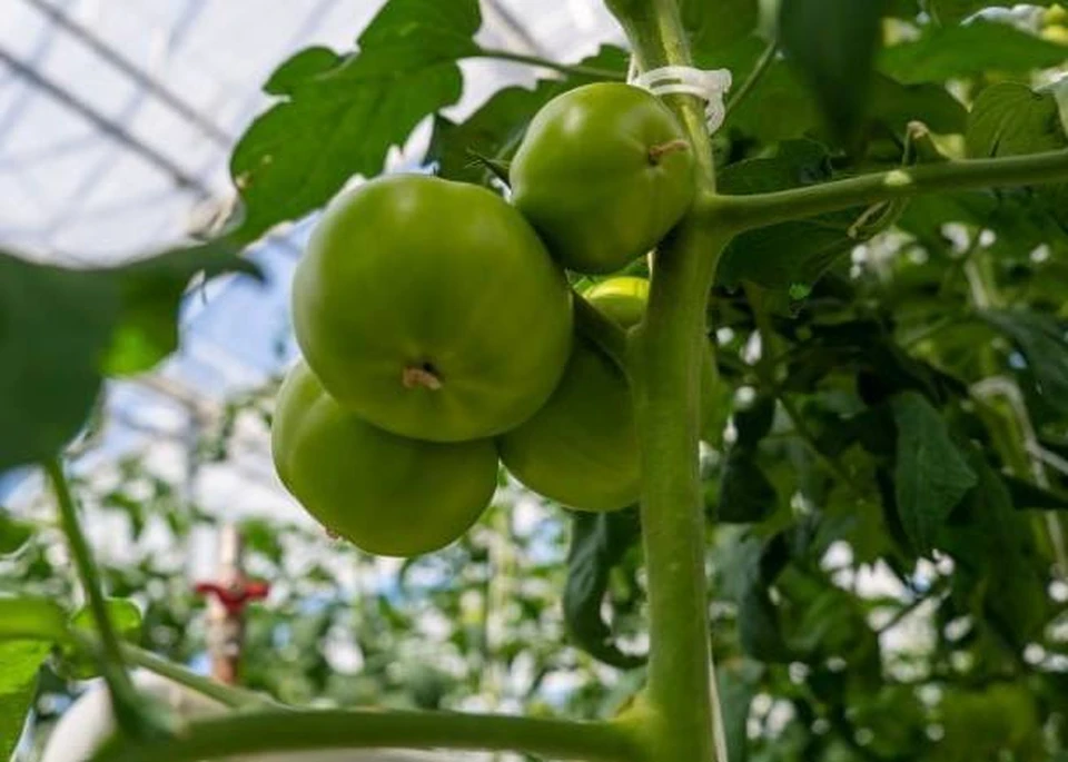 В Херсонской области собираются не только сохранить, но и нарастить производство овощей