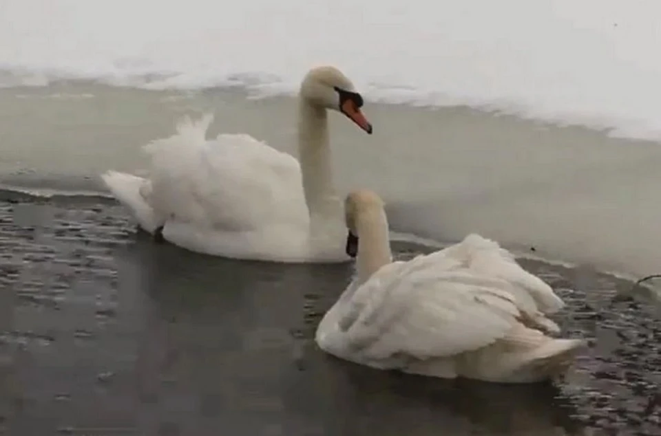 Лебеди в парке Рыбинска живут с 2021 года. Скриншот с видео, страница Дениса Добрякова ВКонтакте