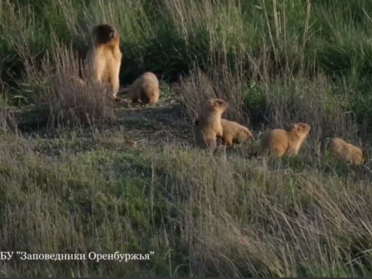 Ожидали увидеть в конце мая: в Оренбургском заповеднике детеныши сурков  начали выходить на поверхность раньше срока - KP.RU