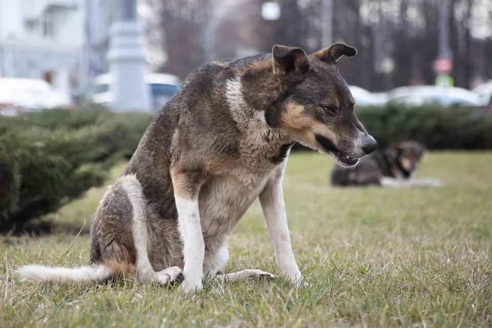 Бездомная собака напала на 10-летнего мальчика в селе Новосибирской области.