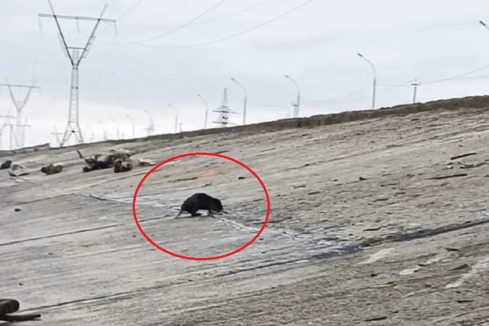 Бдительные жители заметили бобра на дамбе Новосибирской ГЭС. Фото: предоставлено Надеждой Внуковой