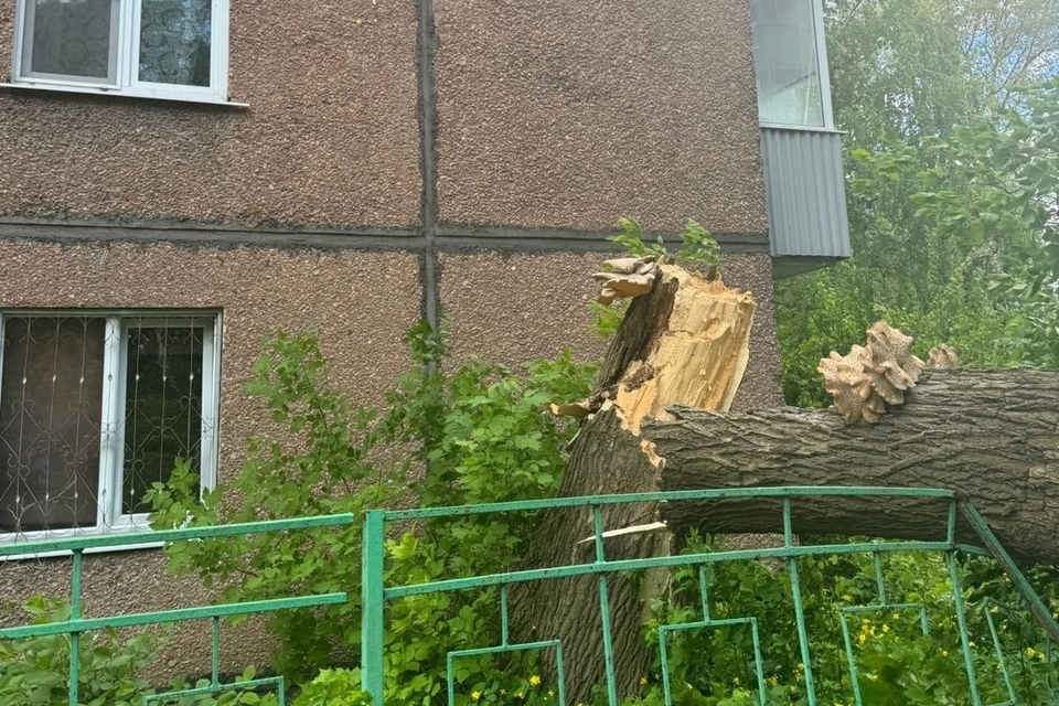 Сухое дерево рухнуло на двух человек и четыре машины на улице 8 Марта в Липецке