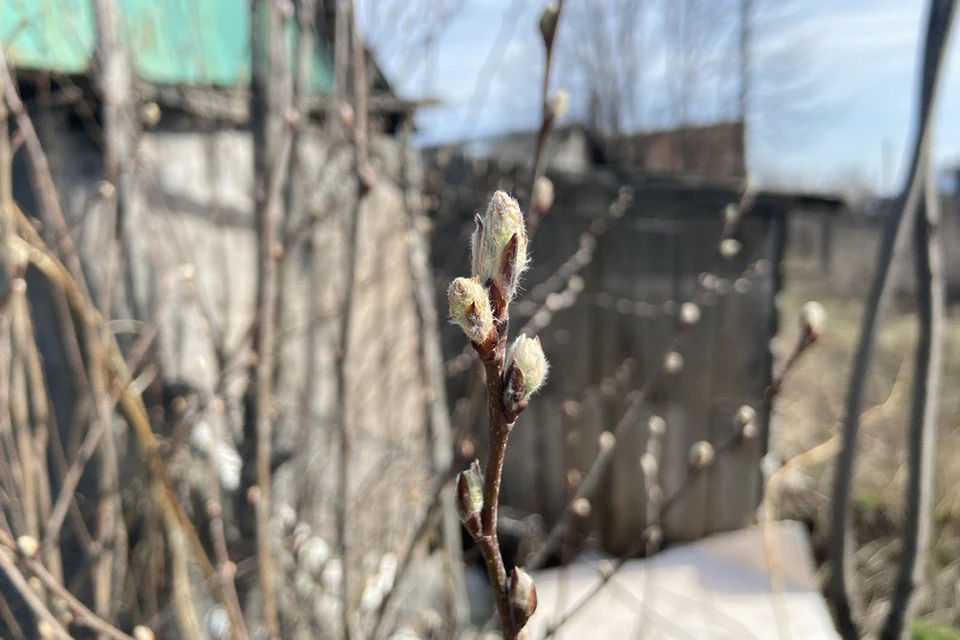 На Алтай окончательно пришла весна