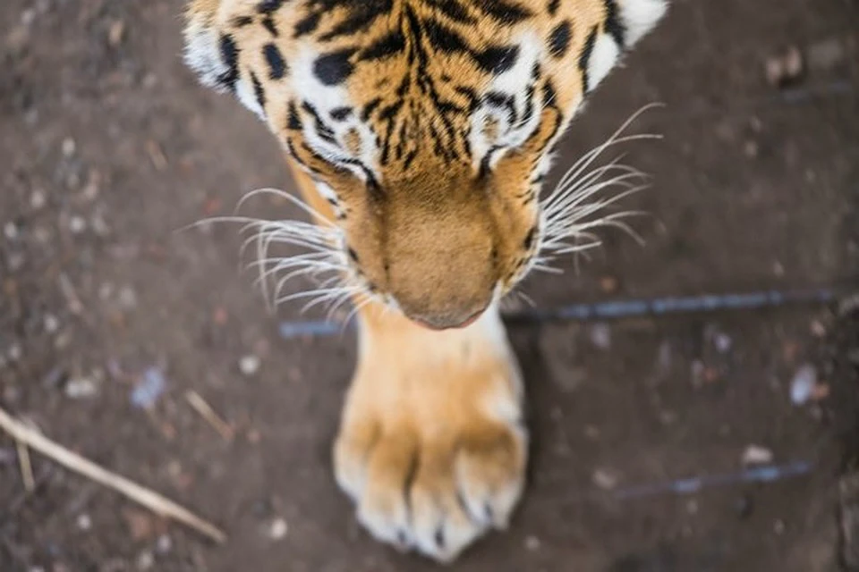 Живя несколько месяце бок о бок, тигры стали посылать друг другу недвусмысленные сигналы. Тематическое фото