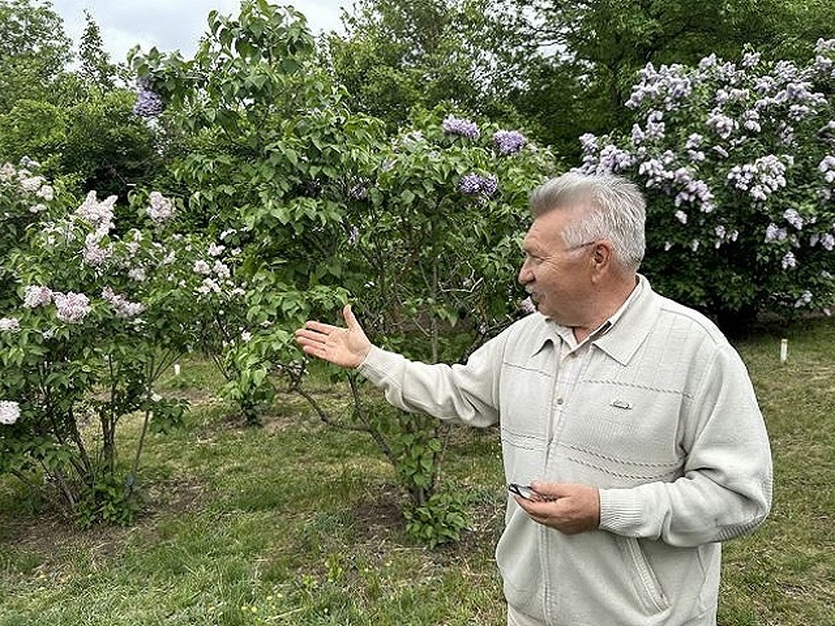 Нереальный аромат и буйство красок: 185 сортов сирени цветут в ботаническом  саду Ставрополя - KP.RU