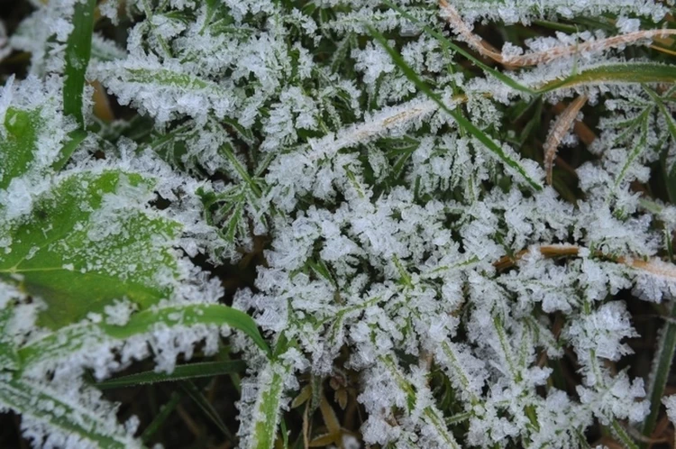 Майские снегопады уничтожили рассаду: погодные аномалии нанесли удар по урожаю в России