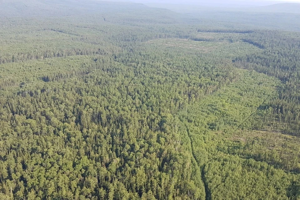 В кировских лесах втрое снизилась площадь погибших и поврежденных насаждений