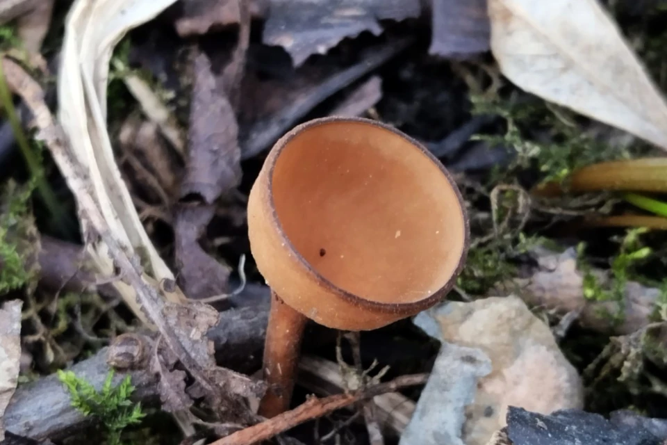 Редкий гриб был похож на мелкую монету. Фото: Предоставлено Ринатом СУЛТАНОВЫМ