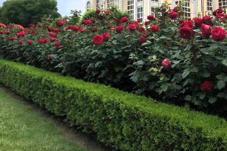 На курорте появятся 3000 новых кустов роз